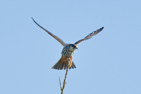 Thumbnail of Hobby